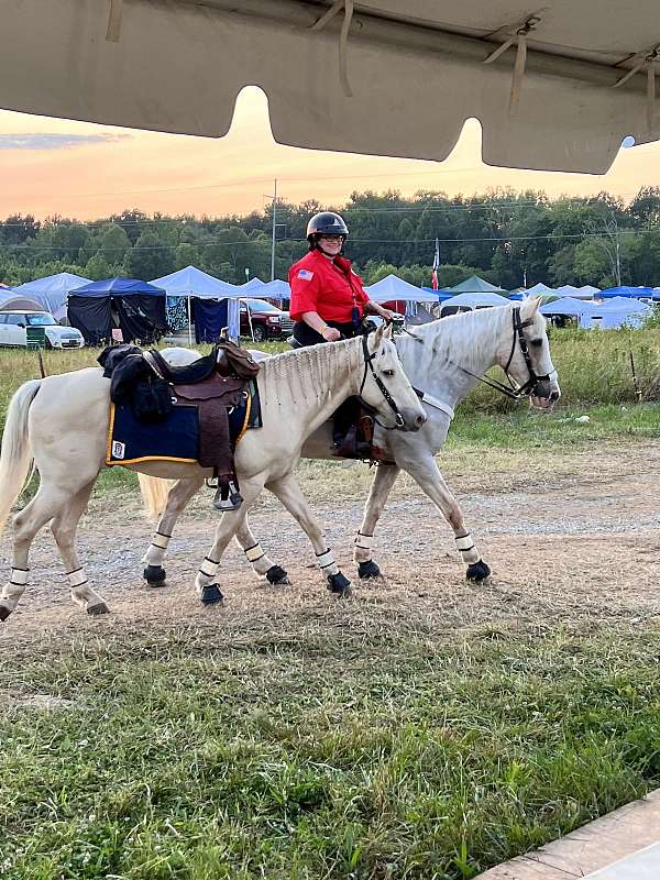 champagne-therapy-horse