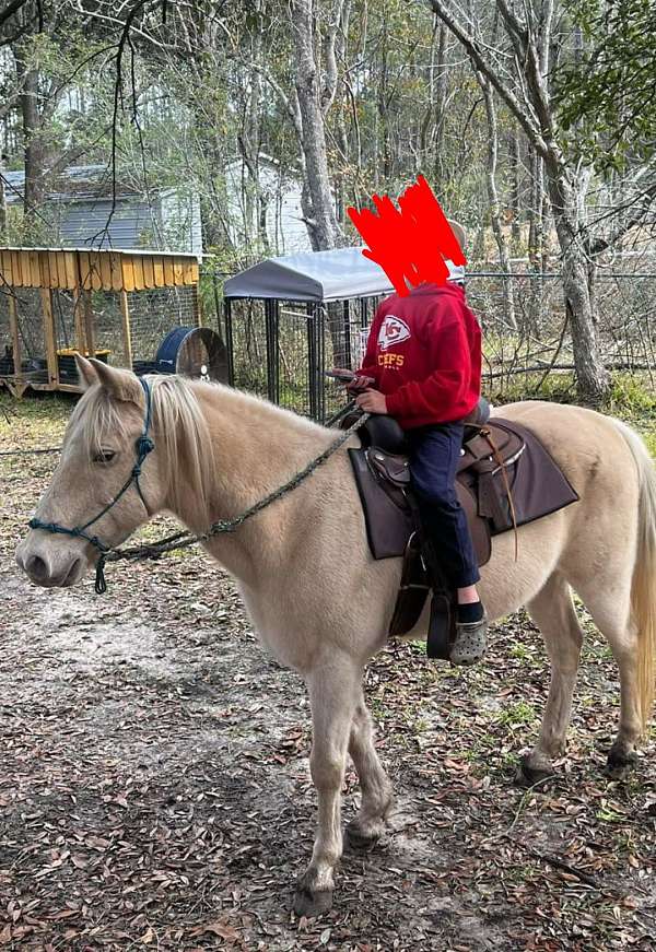 barrel-racing-missouri-fox-trotter-horse