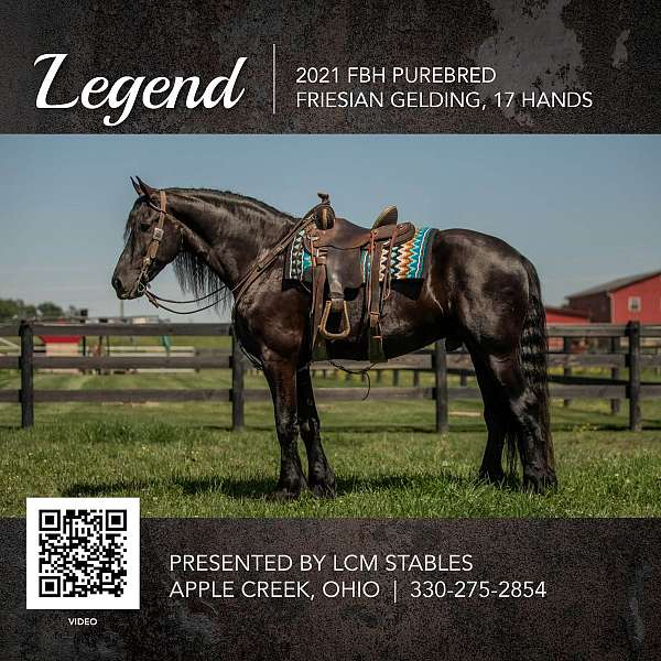 dillbert-funn-whirlwind-friesian-horse