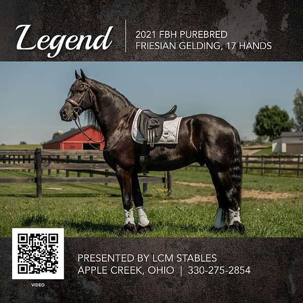 ohio-horses