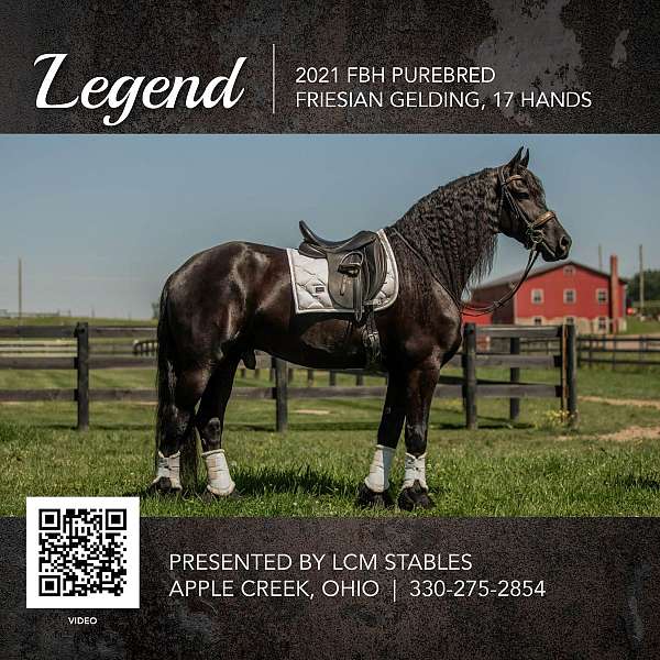 ohio-horses-gelding