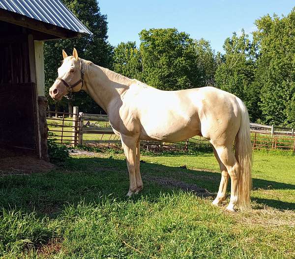 champion-pedigree-stallion
