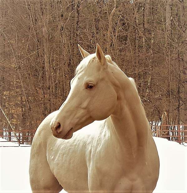 gold-champagne-stallion