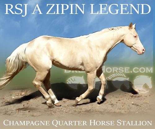 retired-stallion