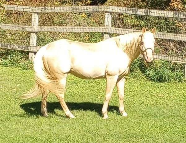 retirement-stallion