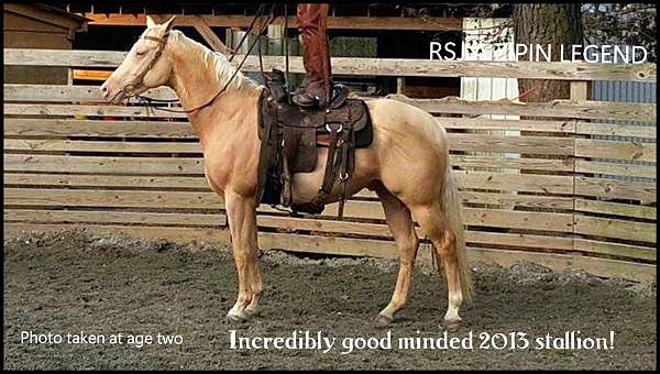 business-quarter-horse