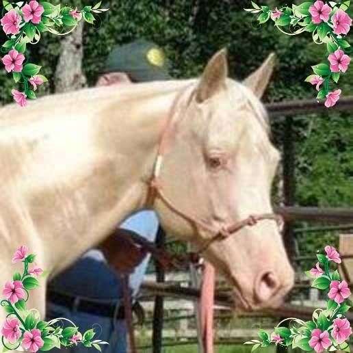 champagne-quarter-horse