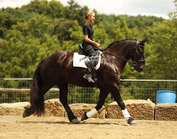 all-around-draft-horse
