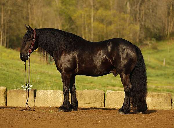 athletic-draft-horse