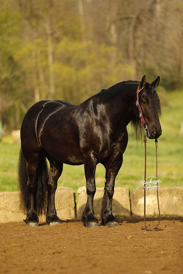 cross-draft-horse