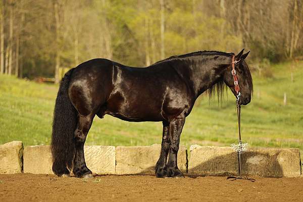 companion-draft-horse