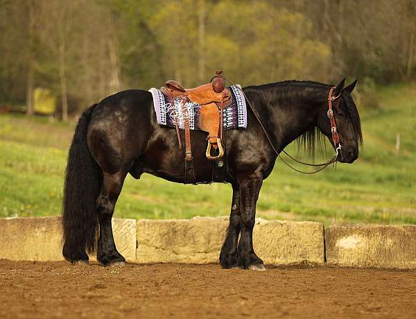 draft-horse