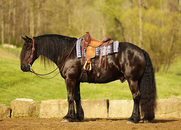 dressage-draft-horse