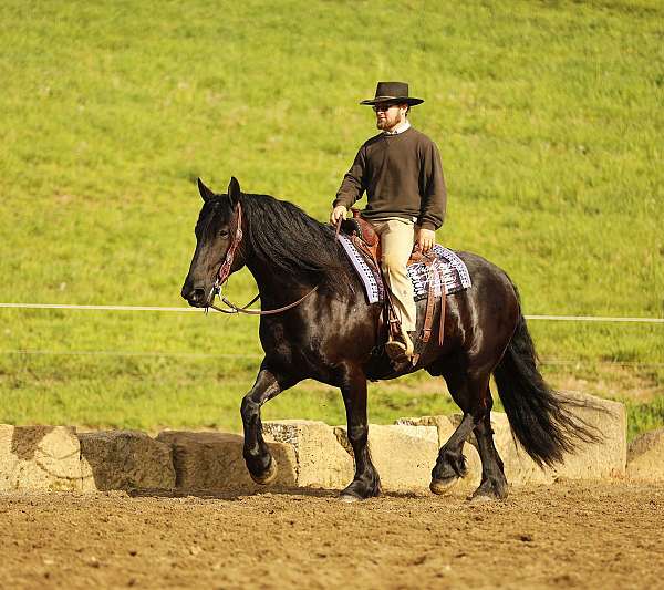 driving-draft-horse