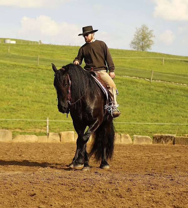 finished-draft-horse