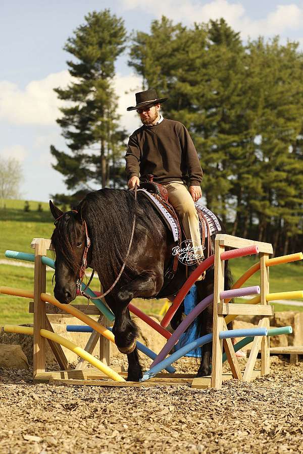 flashy-draft-horse