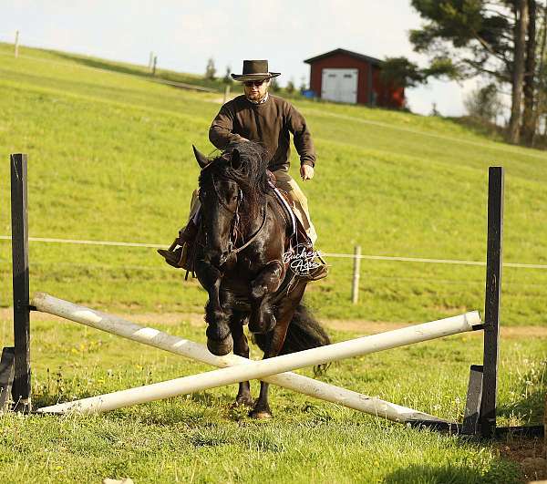 husband-safe-draft-horse