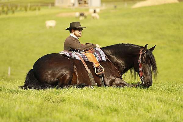 jumper-draft-horse