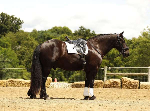 pleasure-driving-draft-horse