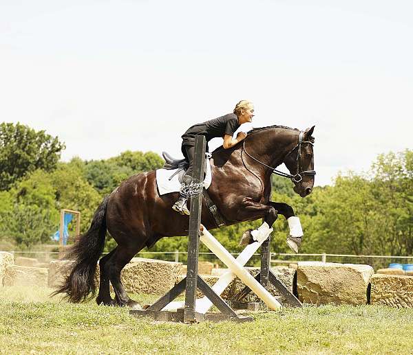 ridden-english-draft-horse