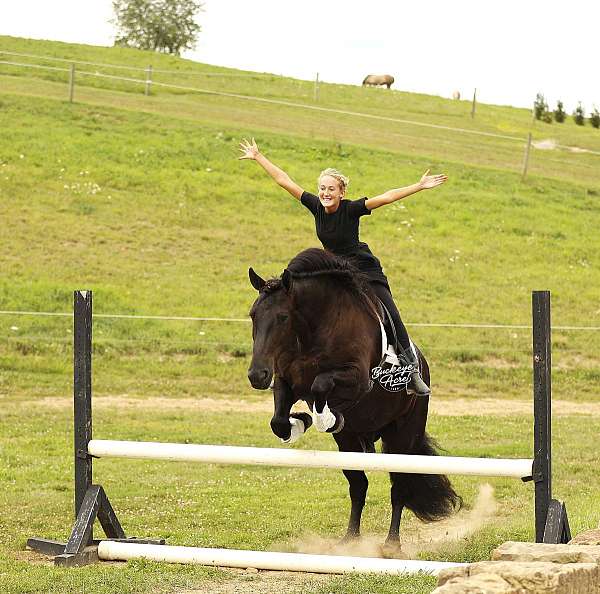 sporthorse-draft-horse