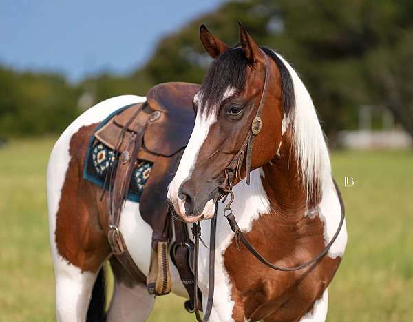 all-around-paint-horse