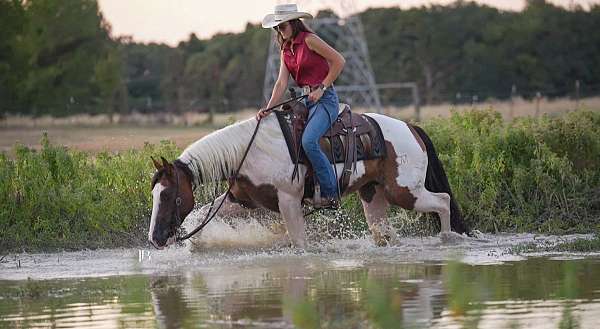 mounted-patrol-paint-horse