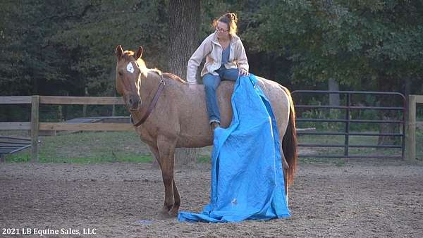 husband-safe-quarter-horse