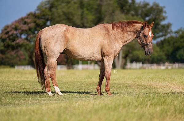 beginner-quarter-horse