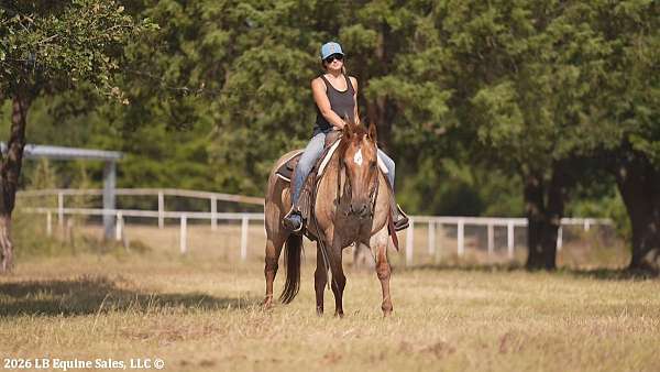 kid-safe-quarter-horse