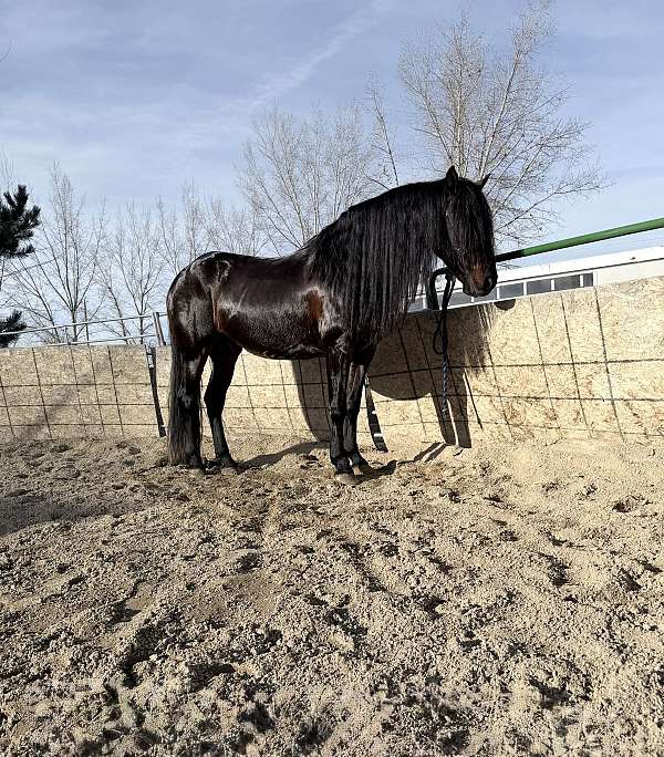 16-hand-andalusian-stallion