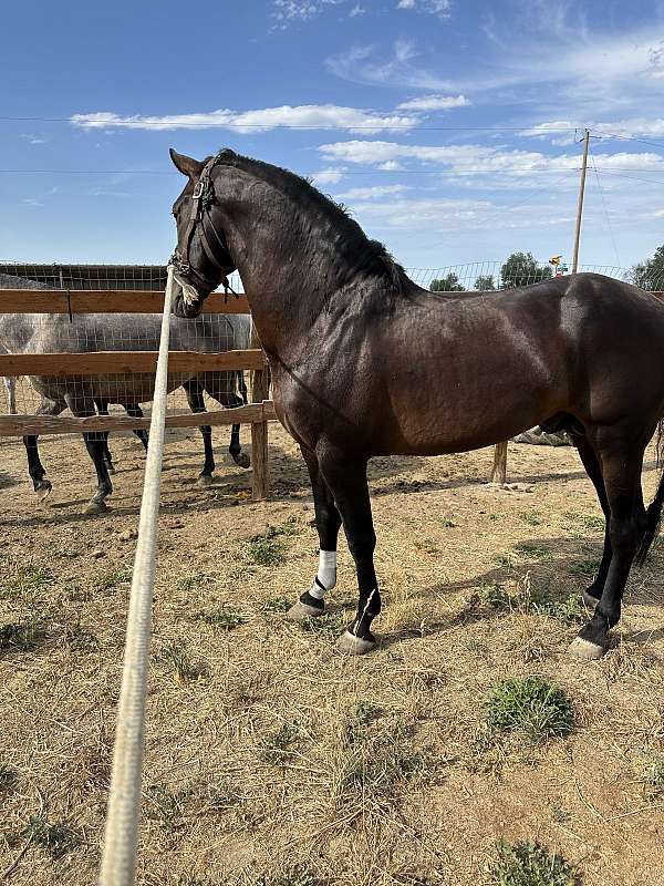 16-hand-andalusian-horse