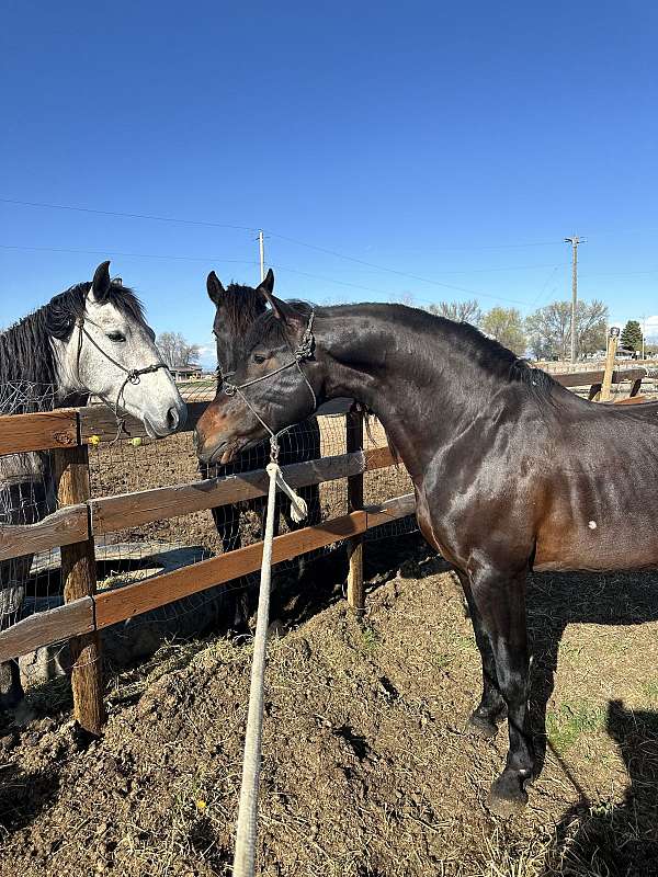 16-hand-stallion