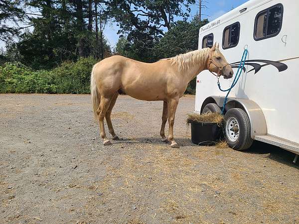 athletic-foundation-palomino-horse