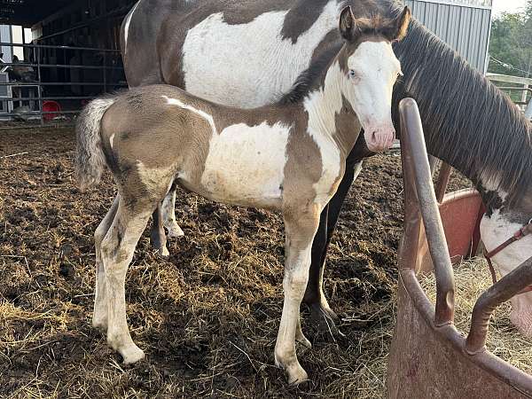 overo-clydesdale-colt