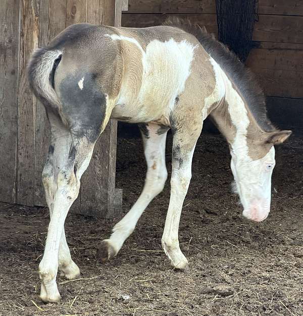 overo-draft-colt