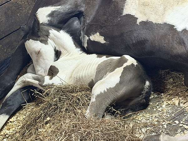 overo-warmblood-colt