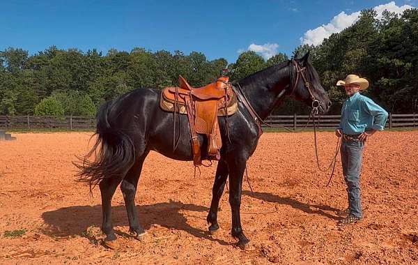 do-it-all-friesian-horse