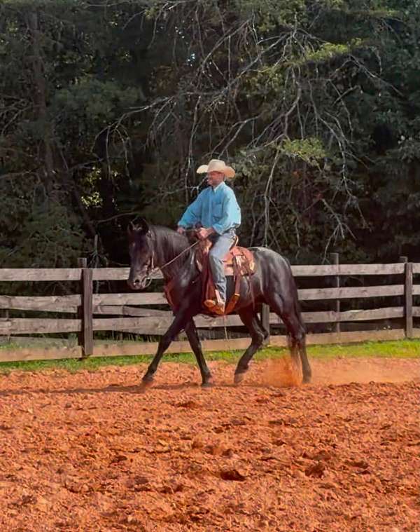 fella-friesian-horse