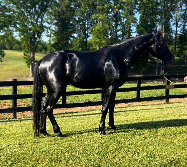 smooth-ride-friesian-horse