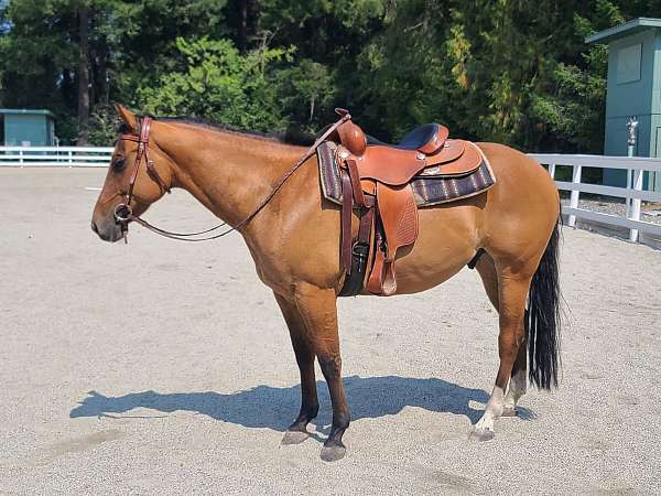 barrel-quarter-horse