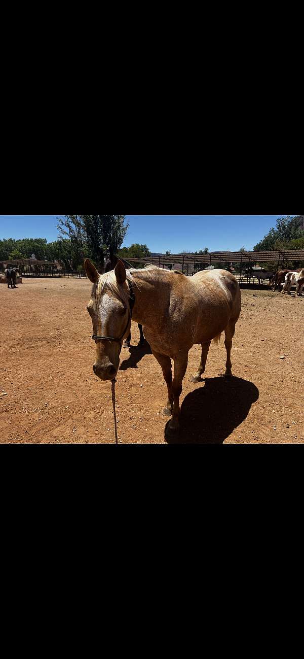 appaloosa-horse-for-sale