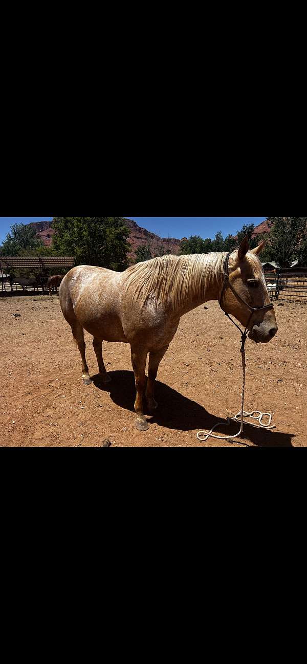 appaloosa-horse