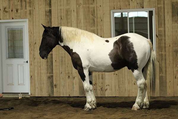 beautiful-draft-horses