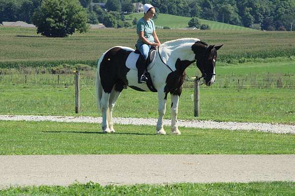 spotted-draft-horse
