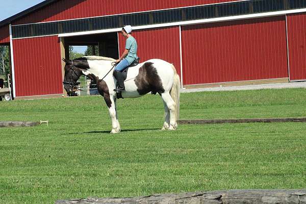 beginner-draft-horse