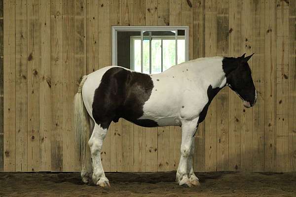 draft-horse