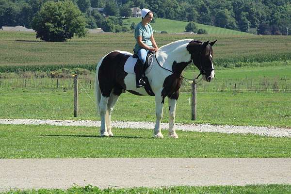 driving-draft-horse