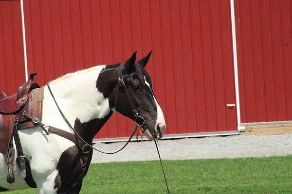 husband-safe-draft-horse