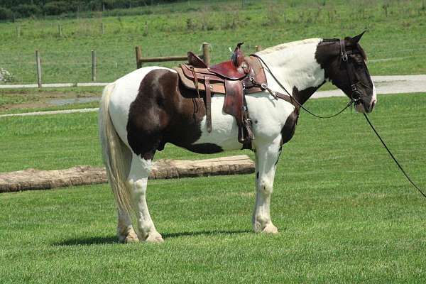 jumping-draft-horse